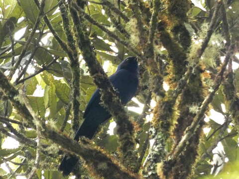 Image of Black-collared Jay