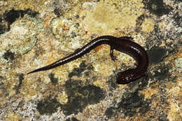 Image of Southern Redback Salamander