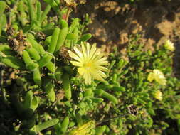 Imagem de Delosperma crassum L. Bol.