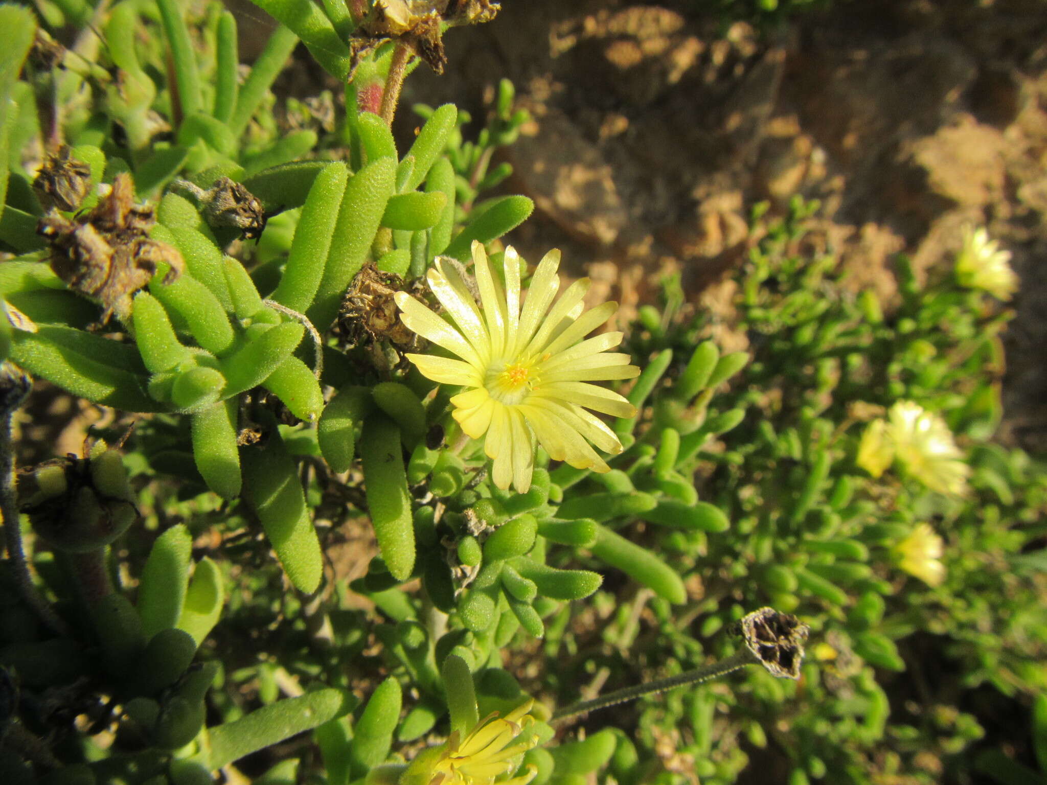 Imagem de Delosperma crassum L. Bol.