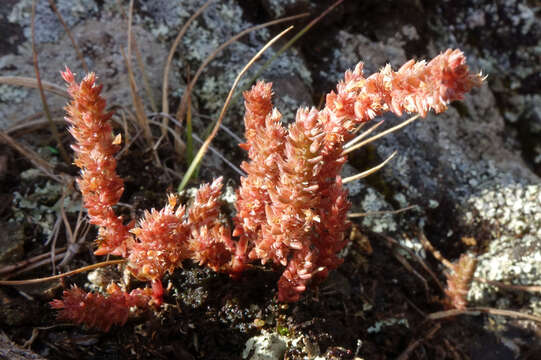 Image of Crassula colligata subsp. colligata