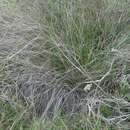 Image de Calamagrostis effusa (Kunth) Steud.