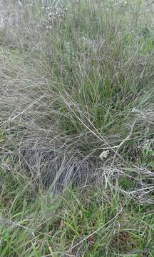 Sivun Calamagrostis effusa (Kunth) Steud. kuva