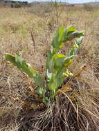 Sivun Asclepias glaucophylla (Schltr.) Schltr. kuva