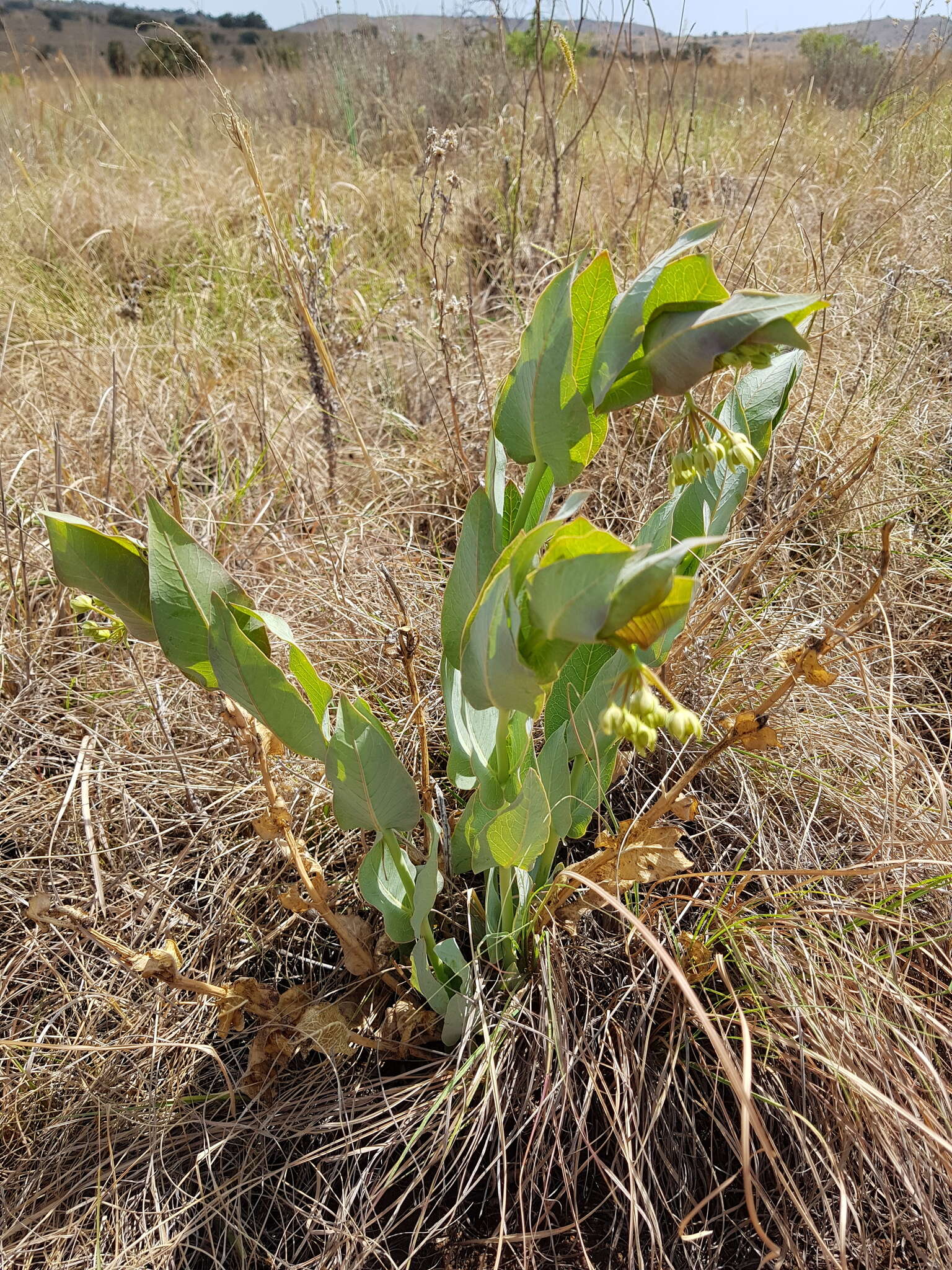 Sivun Asclepias glaucophylla (Schltr.) Schltr. kuva