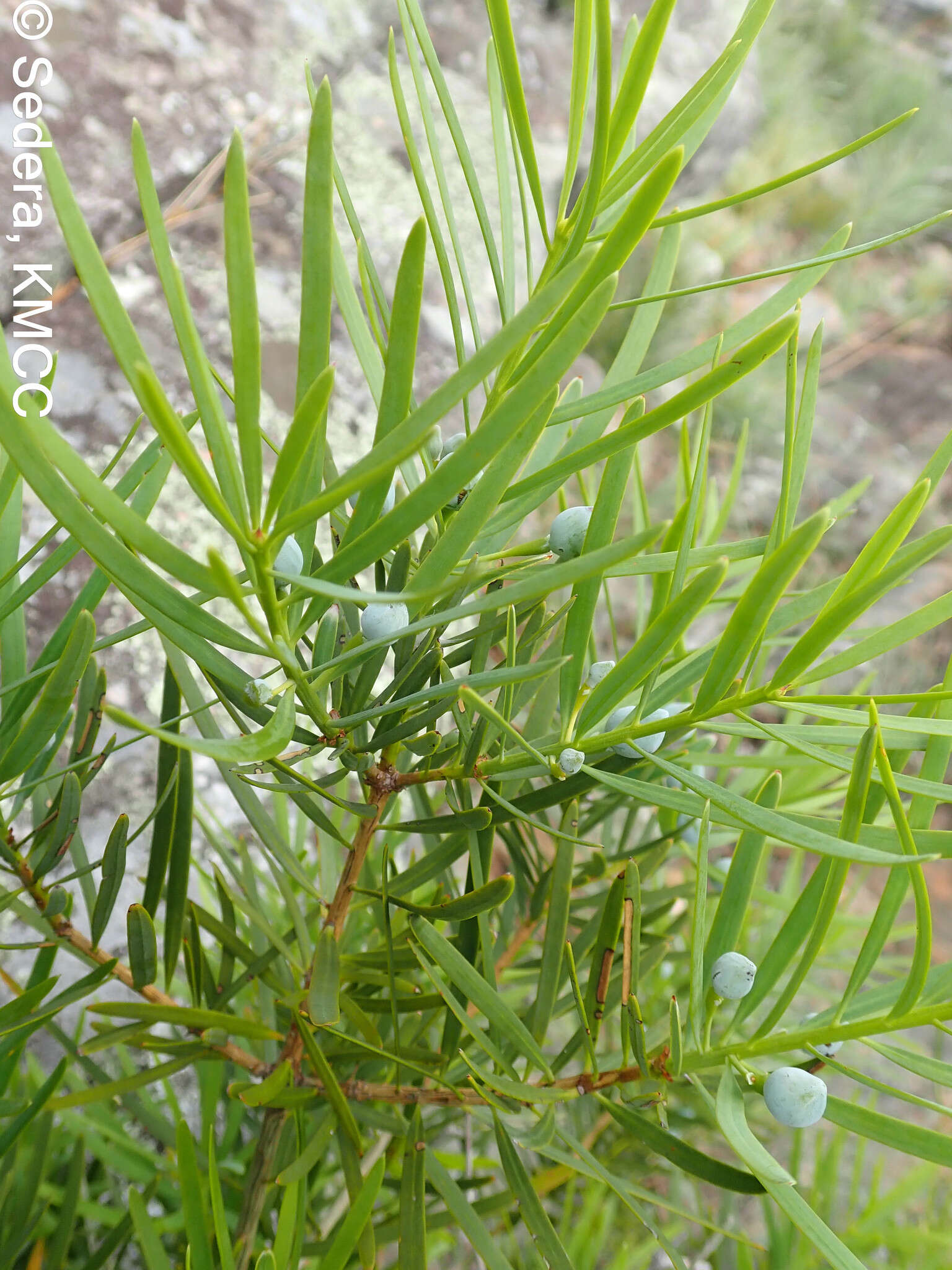 Image of Podocarpus capuronii de Laub.