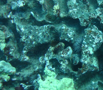 Image of Burrowing urchin