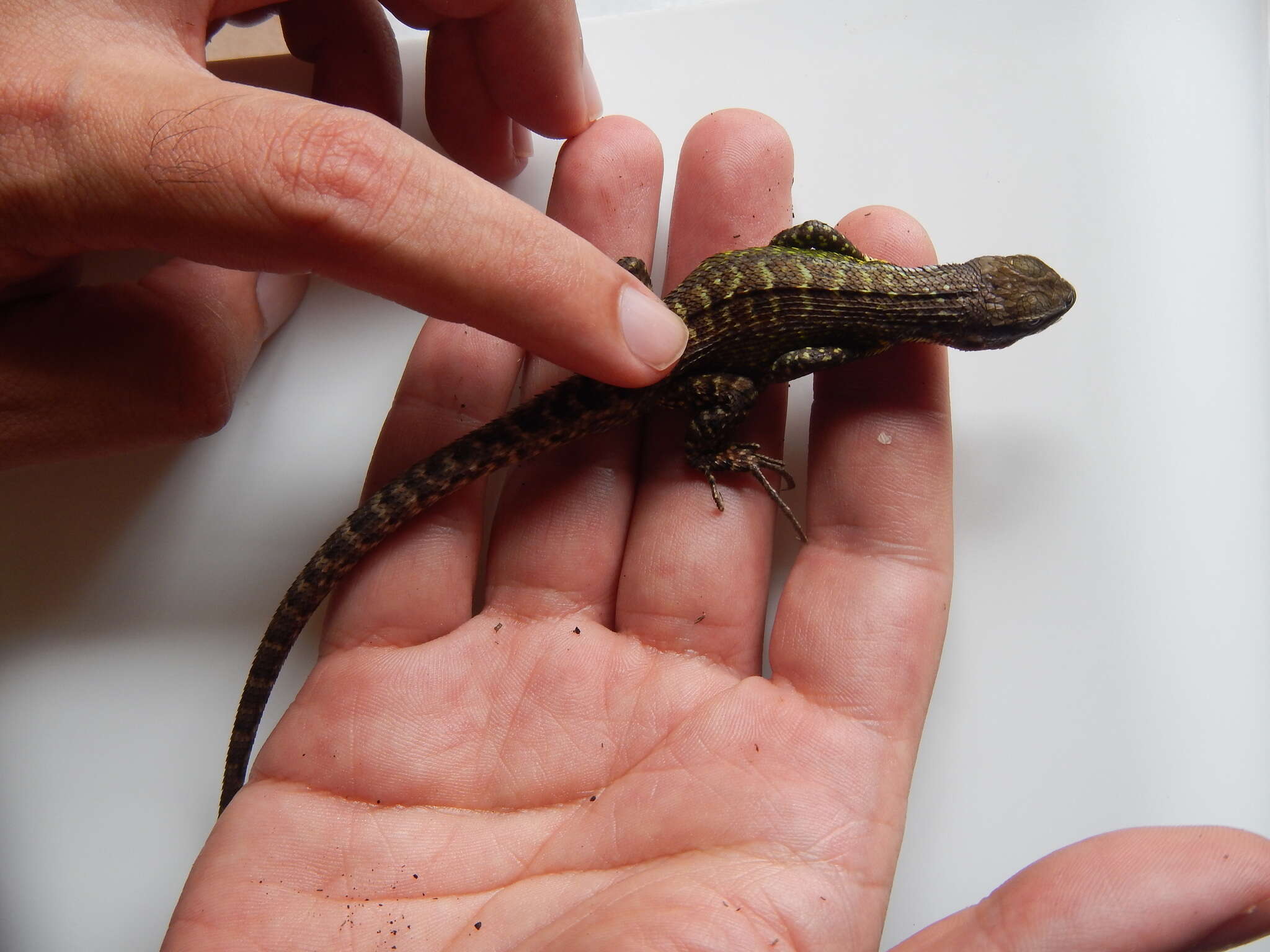 Image of Duméril's Whorltail Iguana