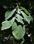 Plancia ëd Halesia diptera J. Ellis