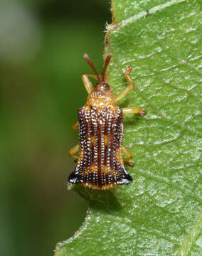 Image of Uroplata fulvopustulata Baly 1886