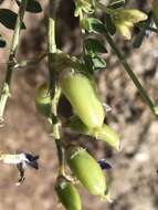 Image of Mokiak milkvetch