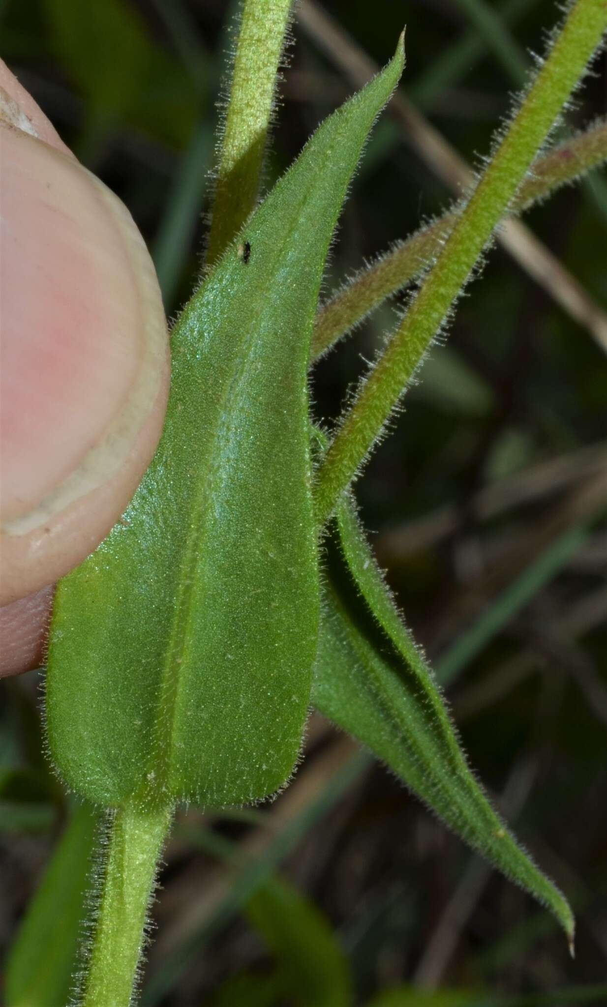 Sivun Phlox pilosa subsp. ozarkana (Wherry) Wherry kuva