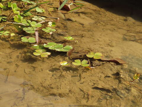 Imagem de Marsilea minuta L.