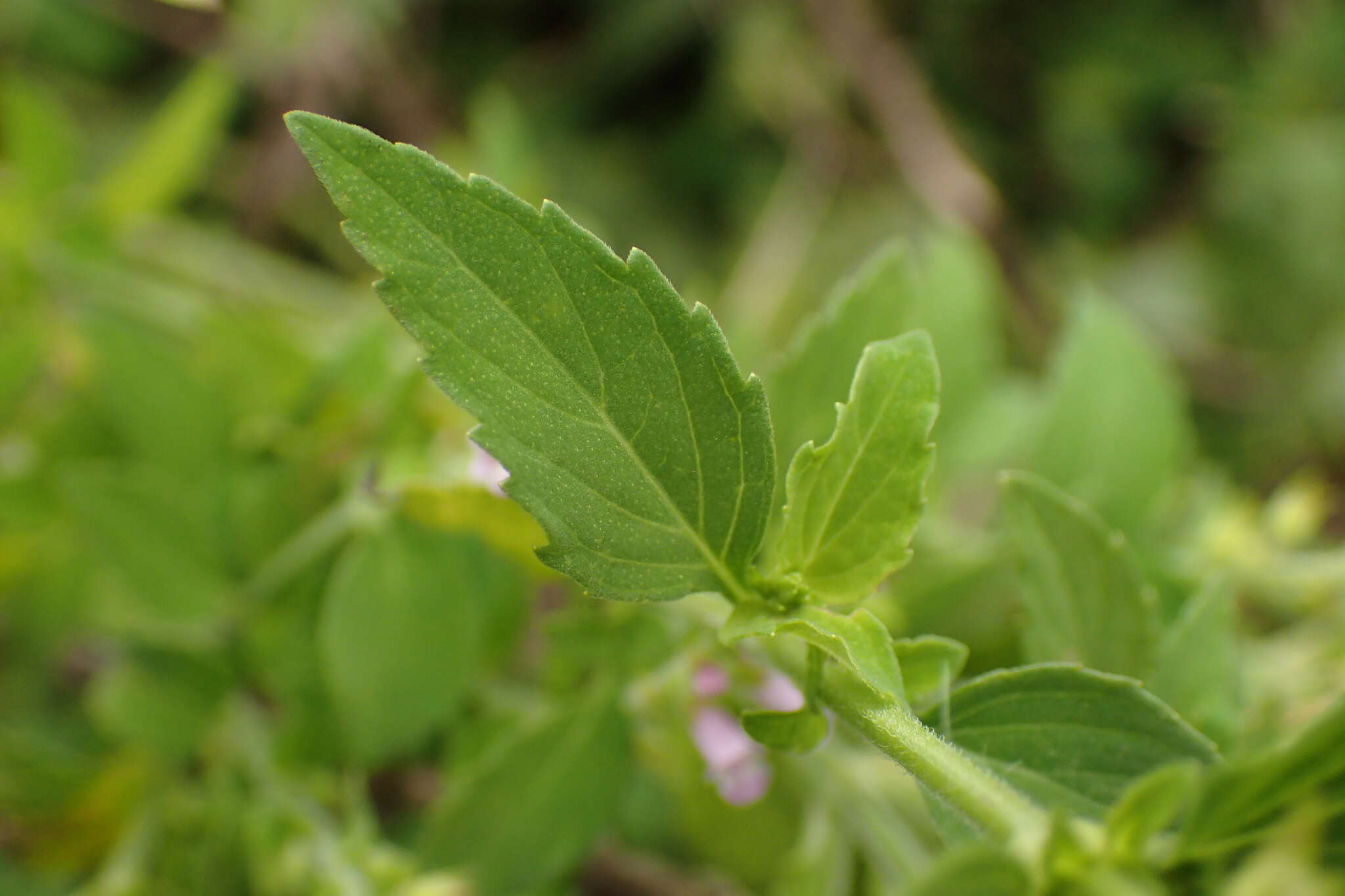 Mosla scabra (Thunb.) C. Y. Wu & H. W. Li resmi