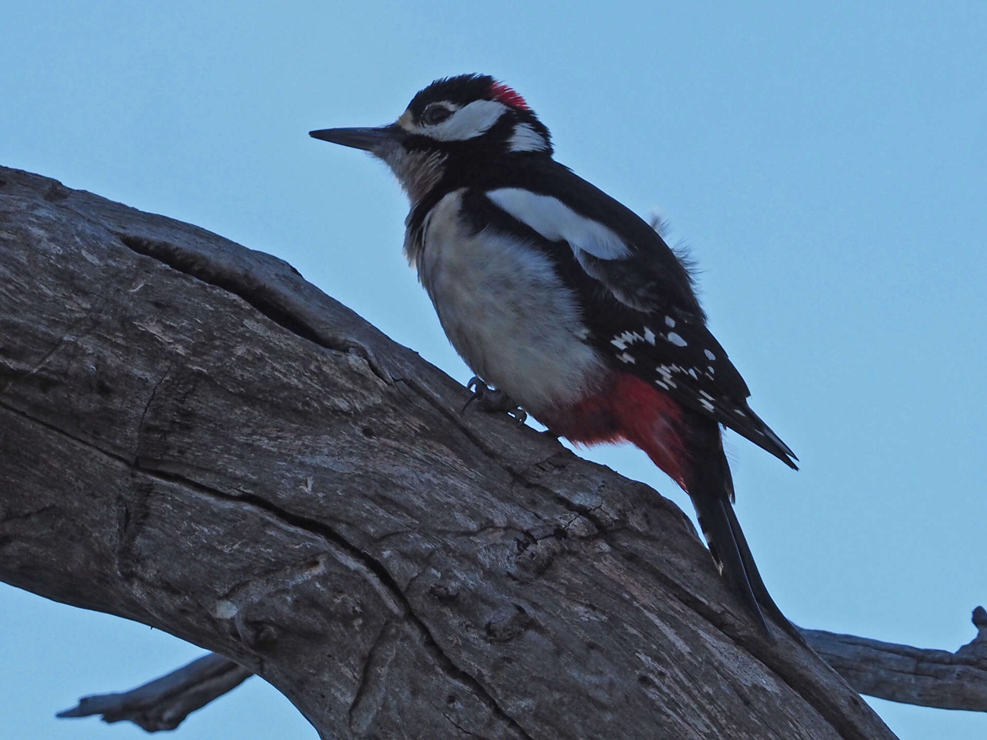 Image of Dendrocopos major thanneri le Roi 1911