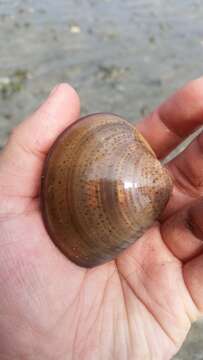 Image of Asian Hard Clam