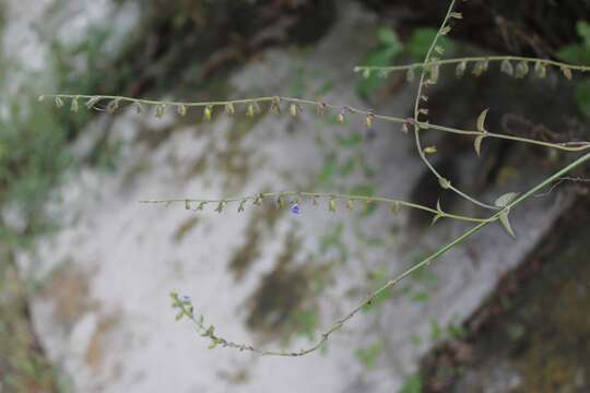 Image of Southern river sage