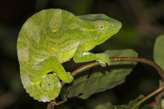 Image of Usambara Three-Horned Chameleon