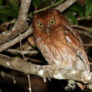 Image of Santa Marta Screech Owl