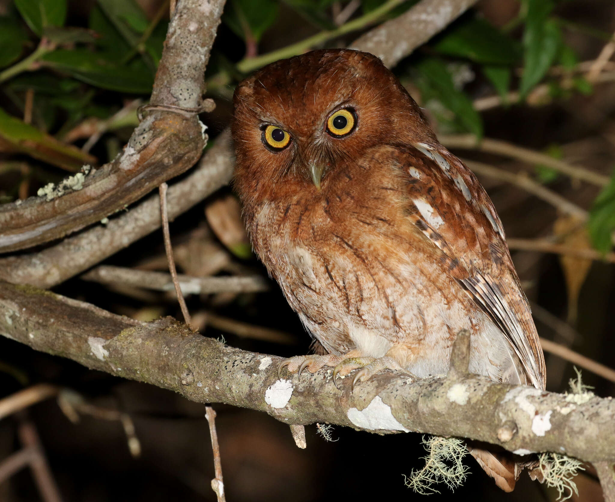 Image of Santa Marta Screech Owl