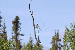 Image of Alder Flycatcher