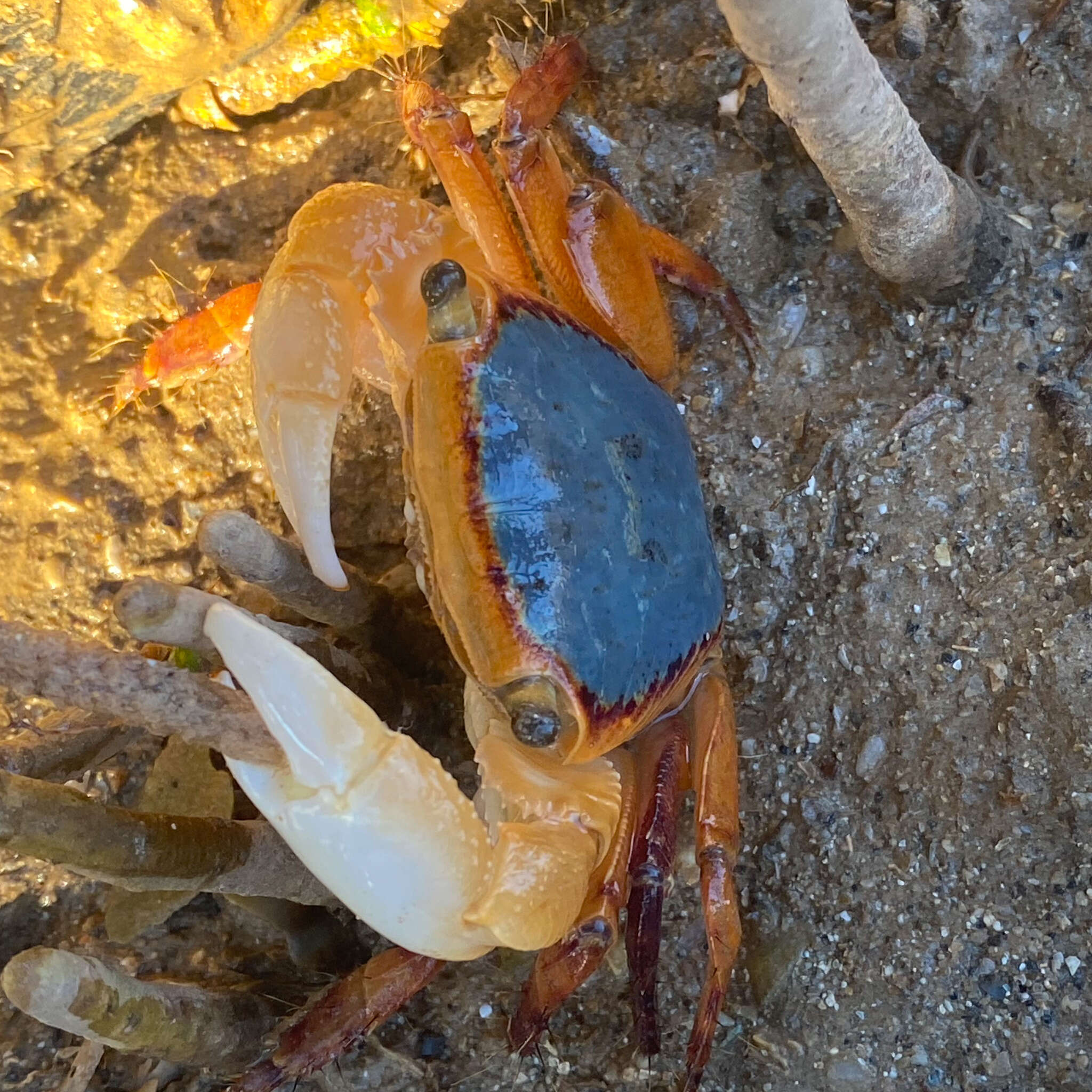 Metopograpsus latifrons (White 1847)的圖片