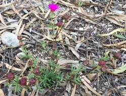 Image of Lampranthus laxifolius (L. Bol.) N. E. Br.