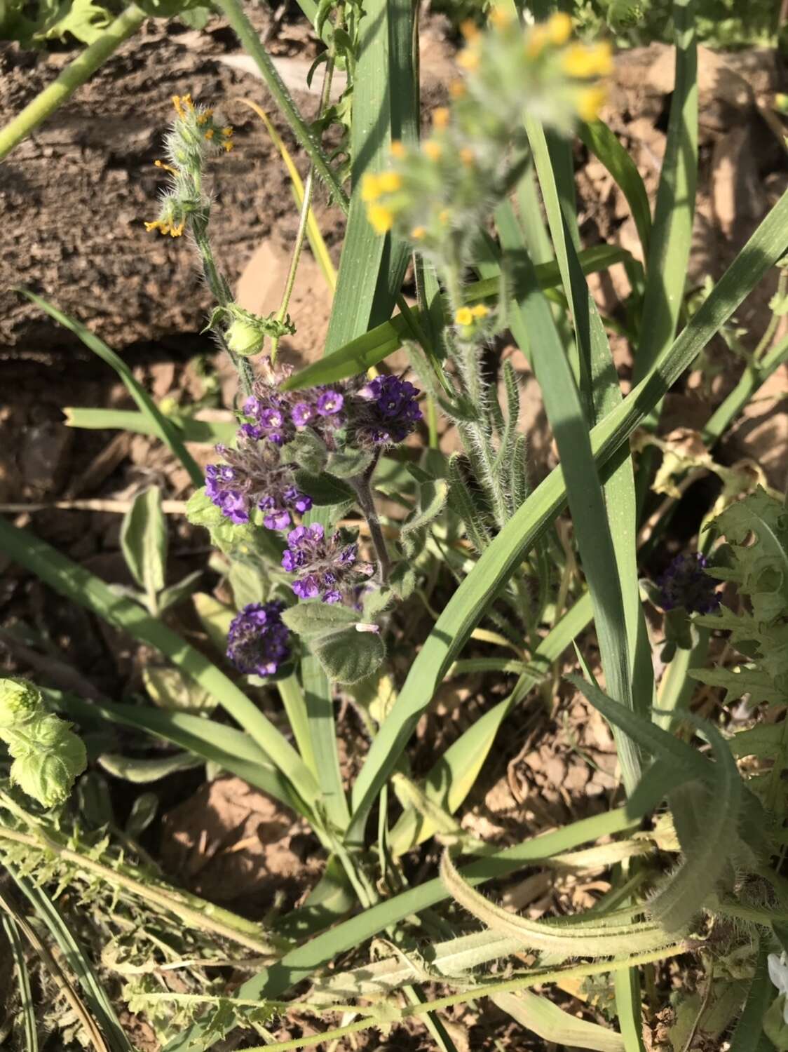 Image of Phacelia brachyantha Benth.