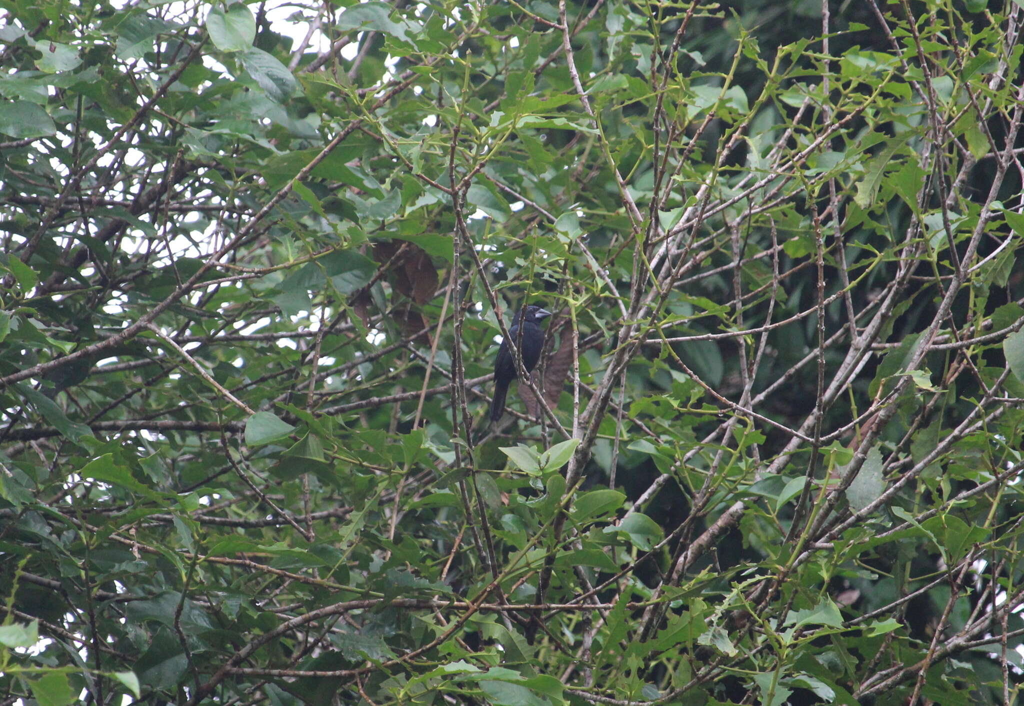 Image of Blue-black Grosbeak