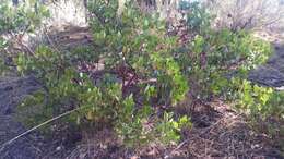 Image of greenleaf manzanita