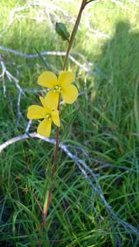 Image de Ludwigia virgata Michx.