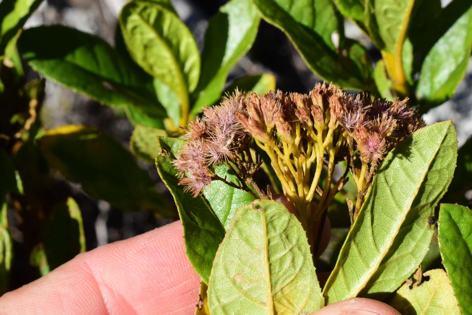 Ageratina illita (Urban) R. King & H. Rob.的圖片