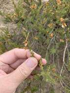 Image of Aspalathus arida subsp. procumbens (E. Mey.) R. Dahlgren