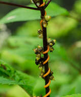 Image of beaked dodder