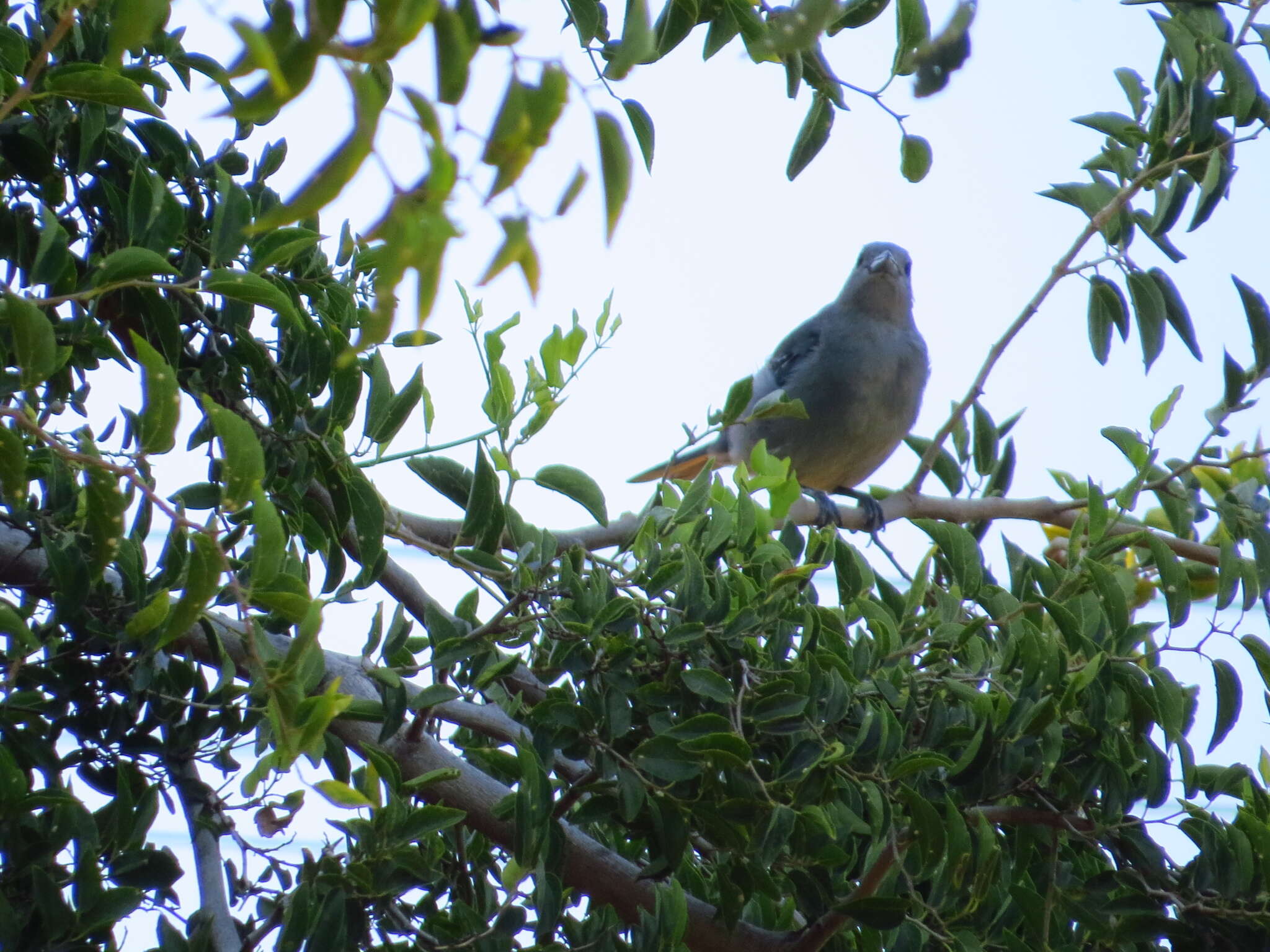 Thraupis sayaca (Linnaeus 1766) resmi