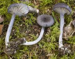 Image of Entoloma mougeotii (Fr.) Hesler 1967