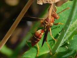 Image of Polistes dorsalis dorsalis