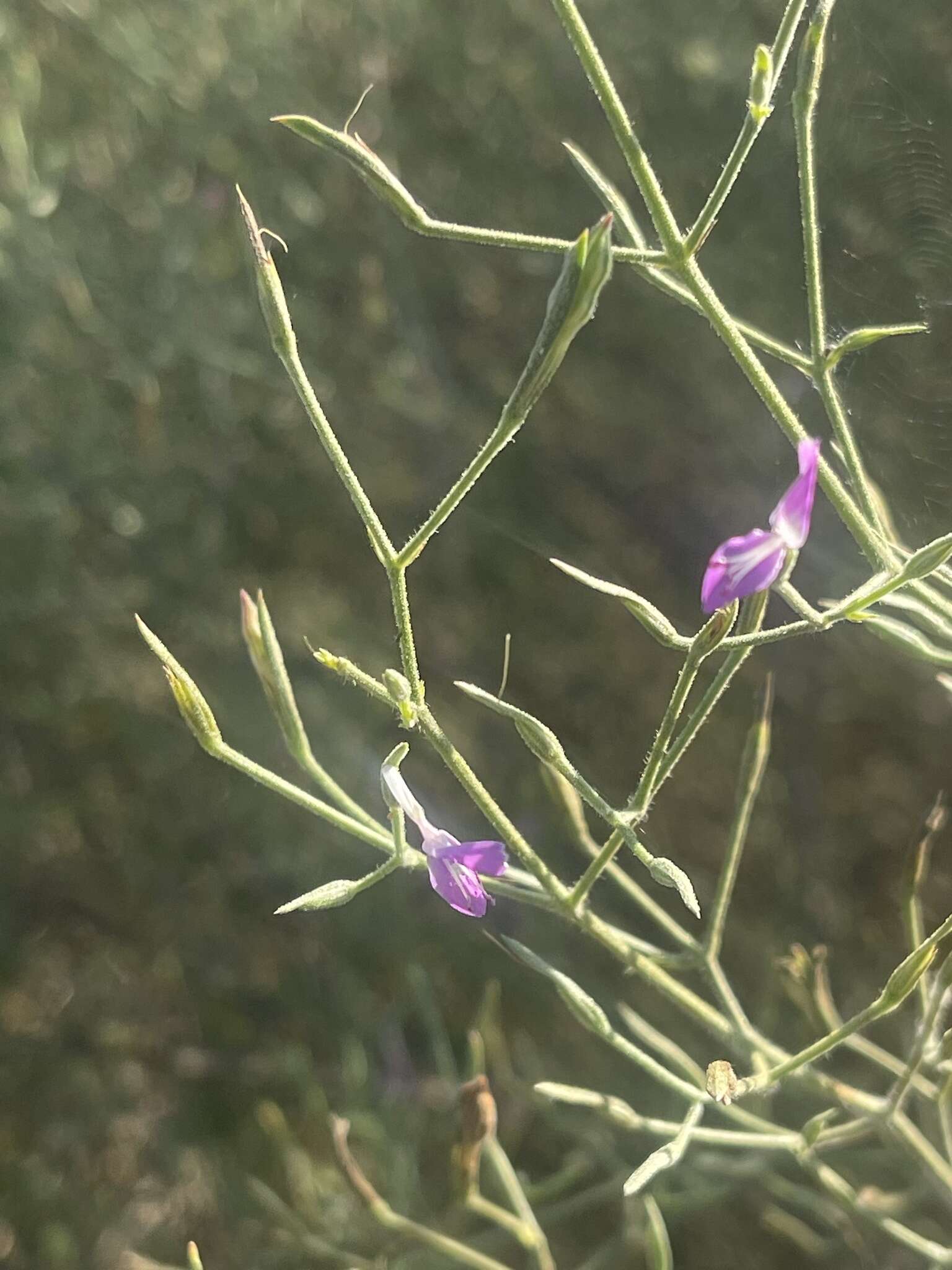 Image of Dicliptera paniculata (Forssk.) I. Darbysh.