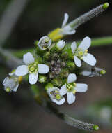 Image of Arabis parvula Dufour