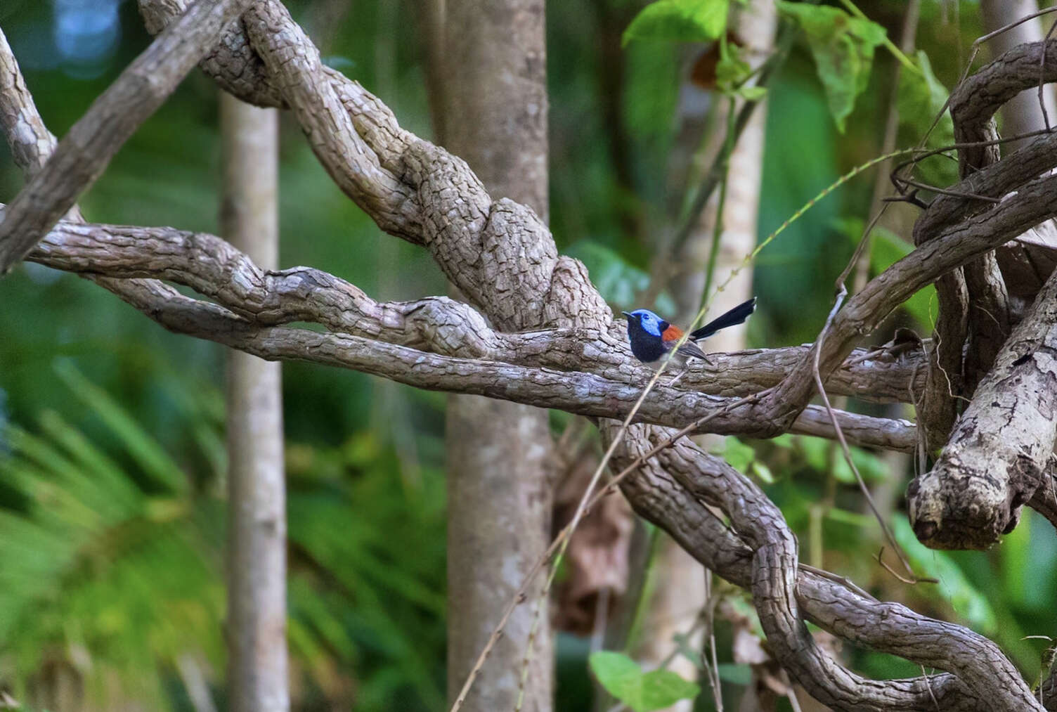 Image of Lovely Fairy-wren