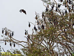 Image of Indian Flying Fox