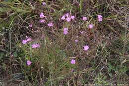 Image of Chattahoochee false foxglove