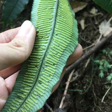 Plancia ëd Angiopteris somae (Hayata) Makino & Nemoto