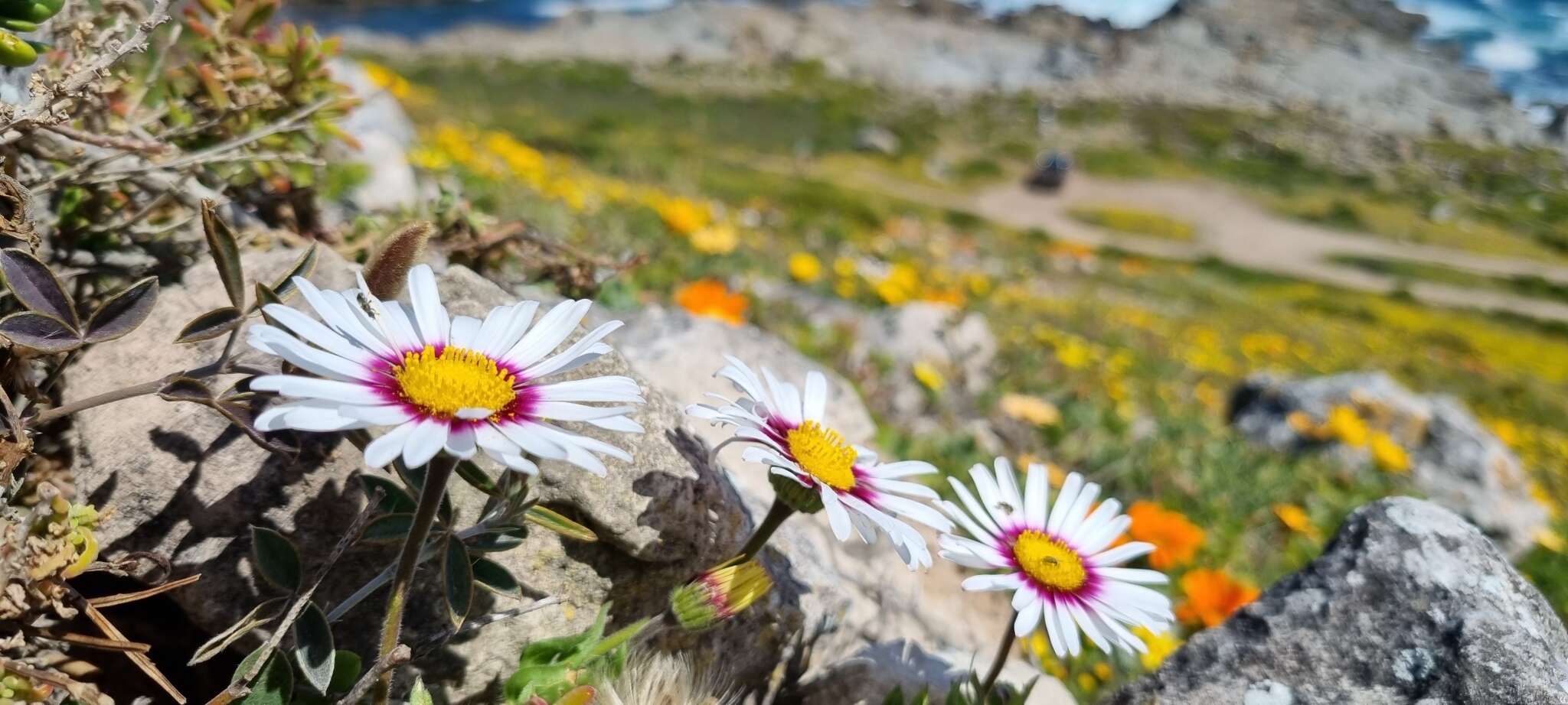 Image of Saldanha Bay felicia