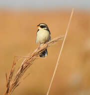 صورة Coryphaspiza Gray & GR 1840