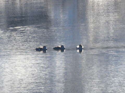 Image of African Black Duck