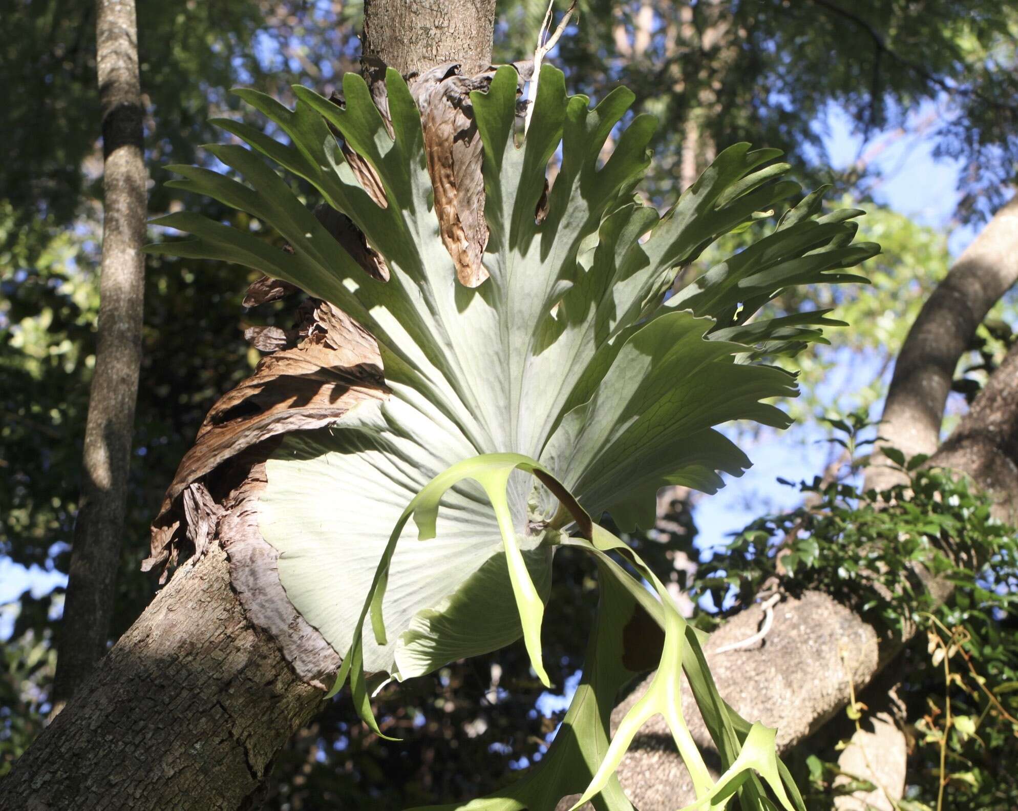 Image of staghorn fern