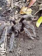 Image of Central American Horned Birdeater Tarantula