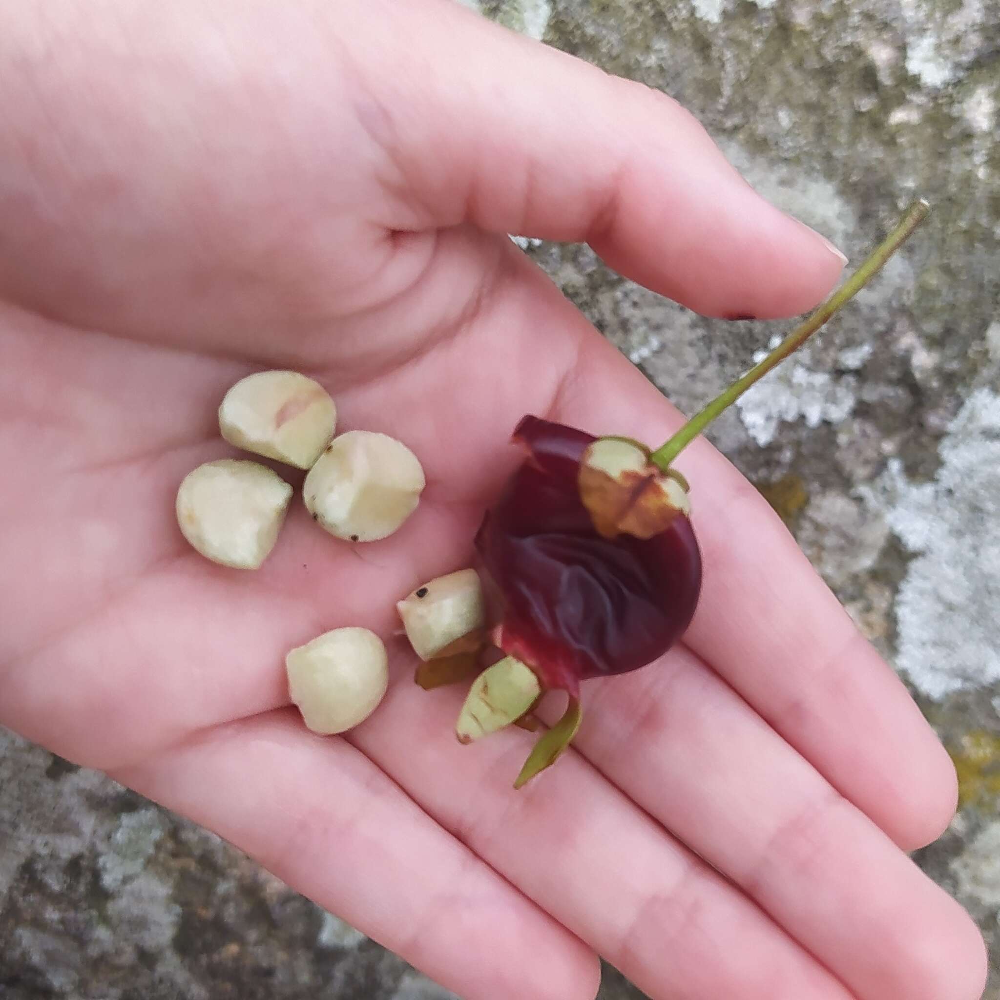 Image de Eugenia involucrata DC.