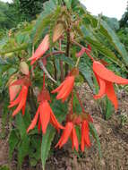 Image of Begonia boliviensis A. DC.